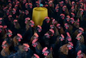 China bird flu deaths surge in what could be the worst season ever